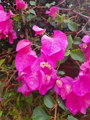 Bougainvillea