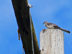 Mimus polyglottos