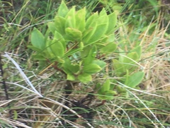 Vaccinium cylindraceum