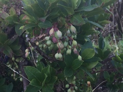 Vaccinium cylindraceum