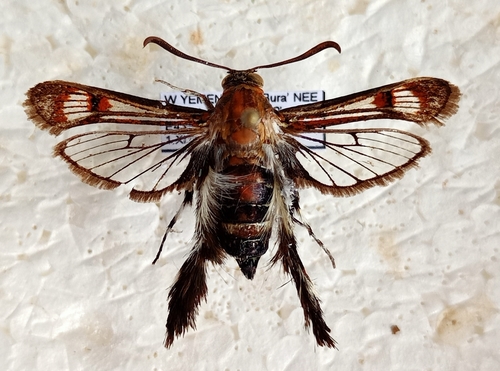 Melittia oedipus