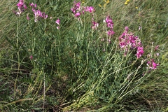 Hedysarum kulikovii