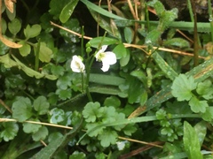 Cardamine caldeirarum