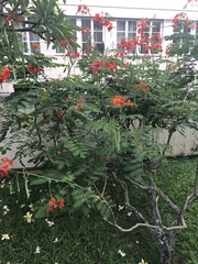 Caesalpinia pulcherrima