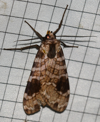 Elysius melanoplaga