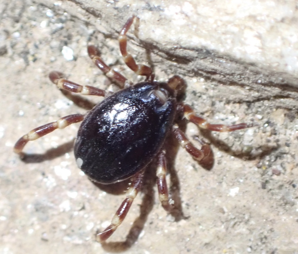 enamel-legged Hyalomma