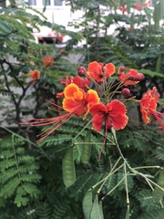 Caesalpinia pulcherrima
