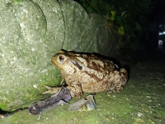 Bufo bufo