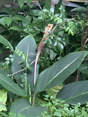 Calotes versicolor