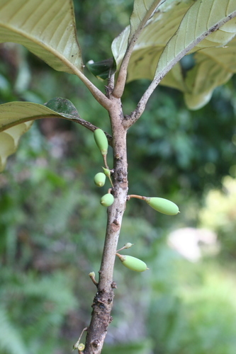 Pycnandra balansae