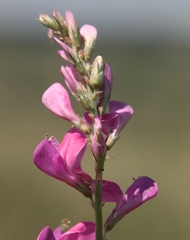 Hedysarum kulikovii
