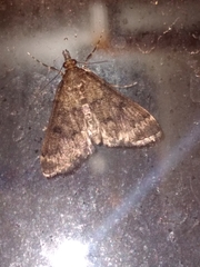 Proternia philocapna