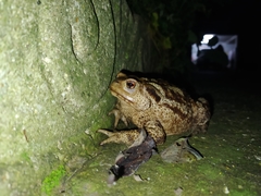 Bufo bufo