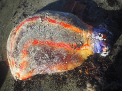 Pseudocolochirus violaceus