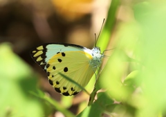 Belenois calypso calypso