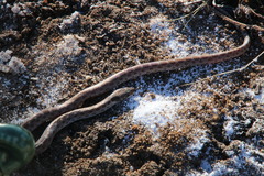 Hypsiglena ochrorhynchus klauberi