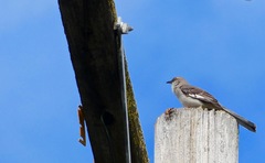 Mimus polyglottos
