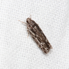Ardozyga amblopis