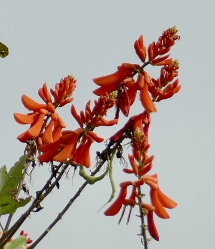 Erythrina senegalensis, photograph 6