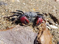 Neosarmatium trispinosum
