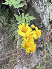 Chrysanthemum arisanense