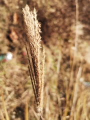 Miscanthus