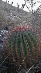 Ferocactus haematacanthus
