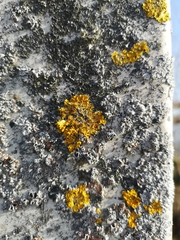 Xanthoria parietina