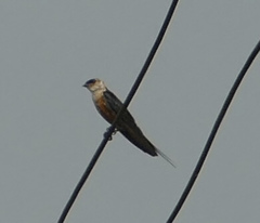 Cecropis senegalensis