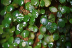 Peperomia rotundifolia