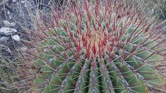 Ferocactus haematacanthus