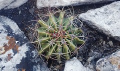 Ferocactus haematacanthus