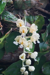Clowesia warscewiczii