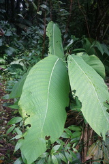Passiflora macrophylla