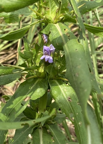 Hygrophila schulli image