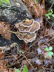 Trametes versicolor