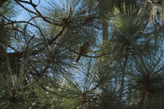 Cyanistes teneriffae teneriffae