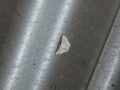 Leuciris