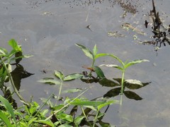 Crocothemis servilia