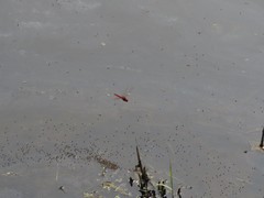 Crocothemis servilia