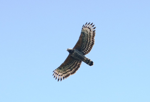 Crowned Eagle