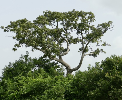 Giant Yellow Mulberry (Myrianthus arboreus)