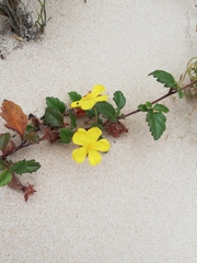 Hibbertia grossulariifolia