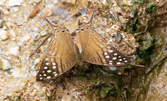 Marpesia merops
