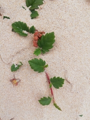Hibbertia grossulariifolia