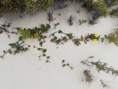 Hibbertia grossulariifolia