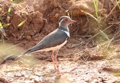Charadrius forbesi