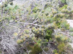 Adenanthos sericeus