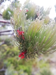 Adenanthos sericeus