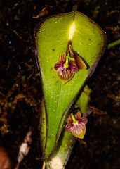 Pleurothallis perryi
